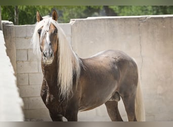 PRE, Merrie, 15 Jaar, 163 cm, Buckskin