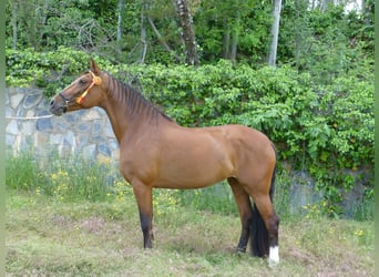 PRE Mix, Merrie, 15 Jaar, 164 cm, Lichtbruin