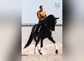 PRE, Merrie, 16 Jaar, 160 cm, Brauner