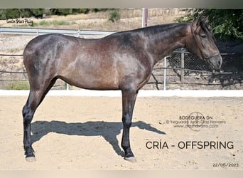 PRE Mix, Merrie, 17 Jaar, 166 cm, Bruin