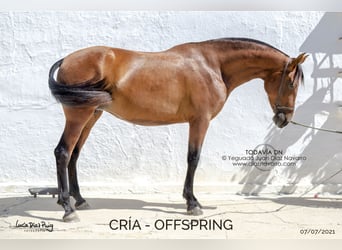 PRE Mix, Merrie, 17 Jaar, 166 cm, Bruin