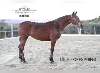 PRE Mix, Merrie, 17 Jaar, 166 cm, Bruin