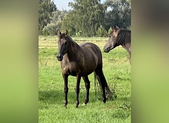 PRE Mix, Merrie, 19 Jaar, 158 cm, Grullo