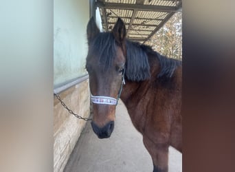 PRE Mix, Merrie, 19 Jaar, 158 cm, Roan-Red