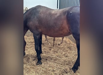 PRE Mix, Merrie, 19 Jaar, 172 cm, Bruin