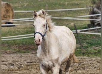 PRE, Merrie, 1 Jaar, 135 cm, Perlino