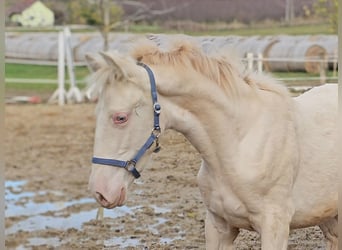 PRE, Merrie, 1 Jaar, 135 cm, Perlino