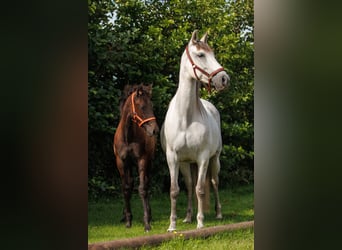 PRE Mix, Merrie, 1 Jaar, 144 cm, Schimmel
