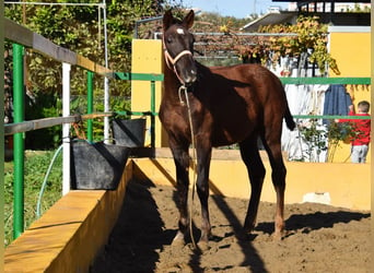 PRE, Merrie, 1 Jaar, 145 cm, Donkere-vos