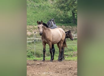 PRE Mix, Merrie, 1 Jaar, 148 cm, Falbe