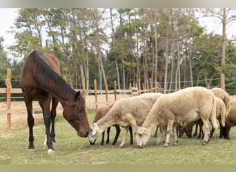 PRE Mix, Merrie, 1 Jaar, 150 cm, Bruin