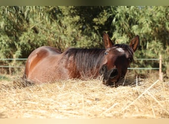 PRE Mix, Merrie, 1 Jaar, 150 cm, Bruin