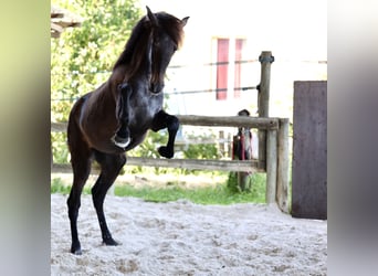 PRE, Merrie, 1 Jaar, 150 cm, Schimmel