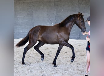 PRE, Merrie, 1 Jaar, 150 cm, Zwart