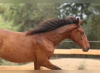 PRE Mix, Merrie, 1 Jaar, 151 cm, Bruin