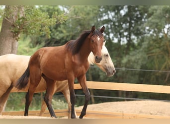 PRE Mix, Merrie, 1 Jaar, 151 cm, Bruin