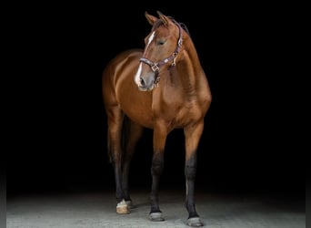 PRE Mix, Merrie, 1 Jaar, 152 cm, Roodbruin