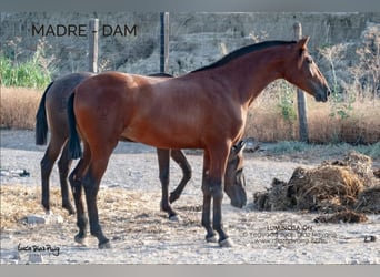 PRE Mix, Merrie, 1 Jaar, 155 cm, Falbe