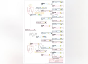 PRE Mix, Merrie, 1 Jaar, 155 cm, Lichtbruin