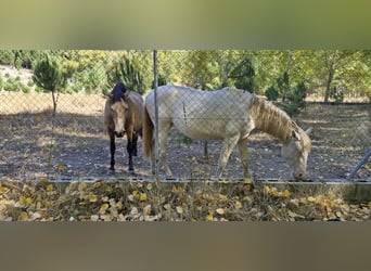 PRE Mix, Merrie, 1 Jaar, 155 cm, Perlino