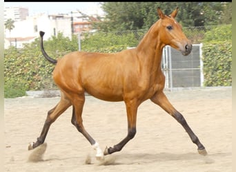 PRE Mix, Merrie, 1 Jaar, 160 cm, Buckskin