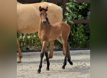 PRE, Merrie, 1 Jaar, 160 cm, Pearl