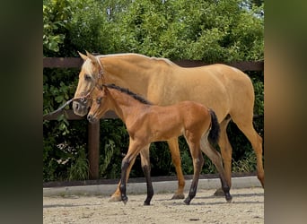 PRE, Merrie, 1 Jaar, 160 cm, Pearl