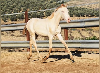 PRE, Merrie, 1 Jaar, 160 cm, Perlino