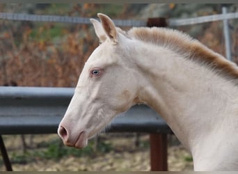 PRE, Merrie, 1 Jaar, 160 cm, Perlino