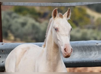 PRE, Merrie, 1 Jaar, 160 cm, Perlino