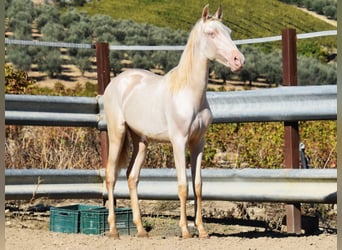 PRE Mix, Merrie, 1 Jaar, 160 cm, Perlino
