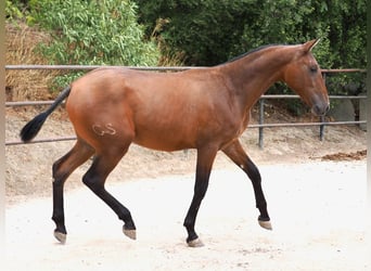 PRE Mix, Merrie, 1 Jaar, 160 cm, Roodbruin