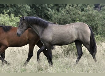 PRE Mix, Merrie, 1 Jaar, 160 cm, Schimmel