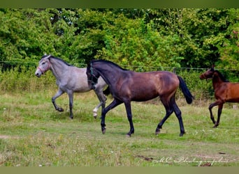 PRE, Merrie, 1 Jaar, 160 cm, Zwartschimmel