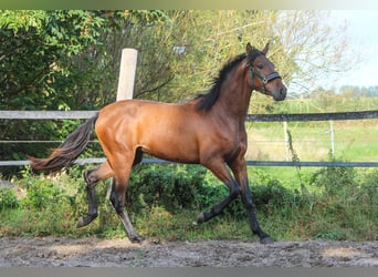 PRE Mix, Merrie, 1 Jaar, 163 cm, Bruin