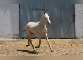 PRE Mix, Merrie, 1 Jaar, 163 cm, Cremello