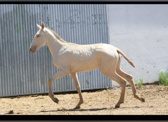 PRE Mix, Merrie, 1 Jaar, 163 cm, Cremello