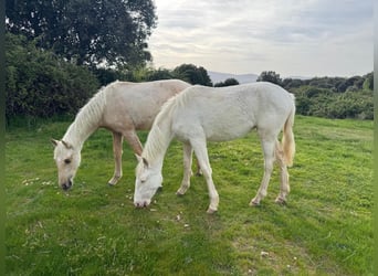 PRE Mix, Merrie, 1 Jaar, 163 cm, Cremello