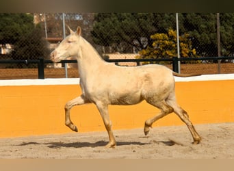 PRE, Merrie, 1 Jaar, 163 cm, Perlino