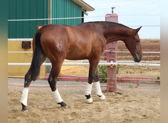 PRE, Merrie, 1 Jaar, 164 cm, Lichtbruin