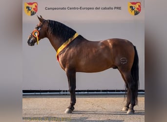 PRE, Merrie, 1 Jaar, 165 cm, Bruin