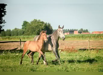 PRE, Merrie, 1 Jaar, 165 cm, Bruin
