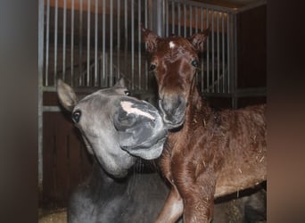 PRE, Merrie, 1 Jaar, 165 cm, Bruin