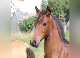 PRE, Merrie, 1 Jaar, 165 cm, Bruin