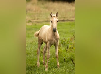 PRE Mix, Merrie, 1 Jaar, 165 cm, Palomino