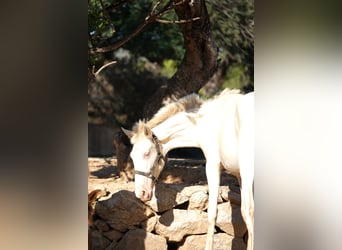 PRE Mix, Merrie, 1 Jaar, 165 cm, Perlino