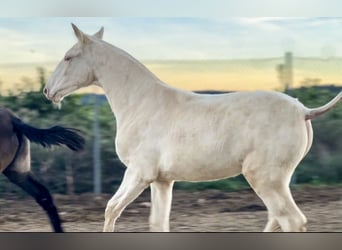 PRE, Merrie, 1 Jaar, 165 cm, Perlino