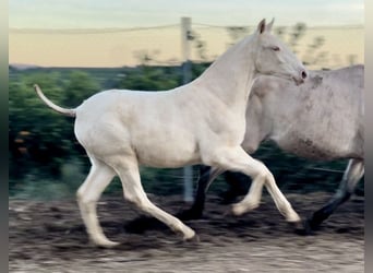 PRE, Merrie, 1 Jaar, 165 cm, Perlino