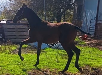 PRE Mix, Merrie, 1 Jaar, 165 cm, Roodbruin