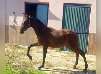 PRE Mix, Merrie, 1 Jaar, 165 cm, Roodbruin